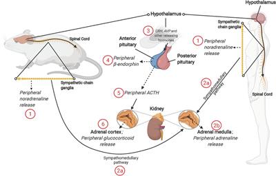 The sex-dependent response to psychosocial stress and ischaemic heart disease